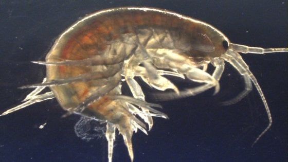 Regno Unito, cocaina e ketamina nei crostacei