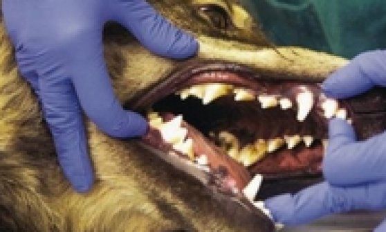 Uomini e lupi, paure e virtù di un animale ancestrale