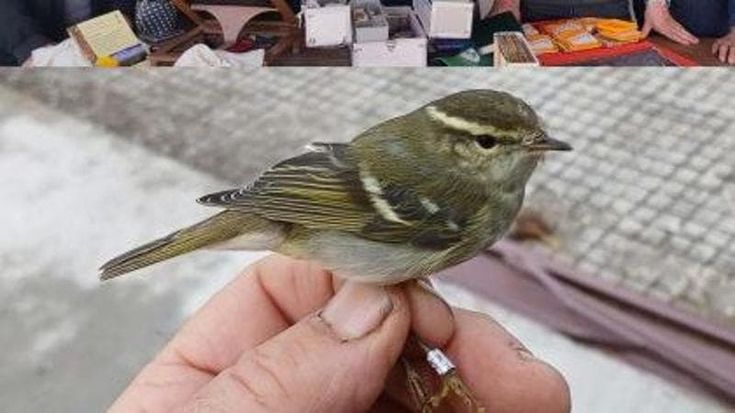 Sorpresa nel Salento, scoperto un Luì forestiero: l’uccellino pesa 7 grammi ed è rarissimo in Europa
