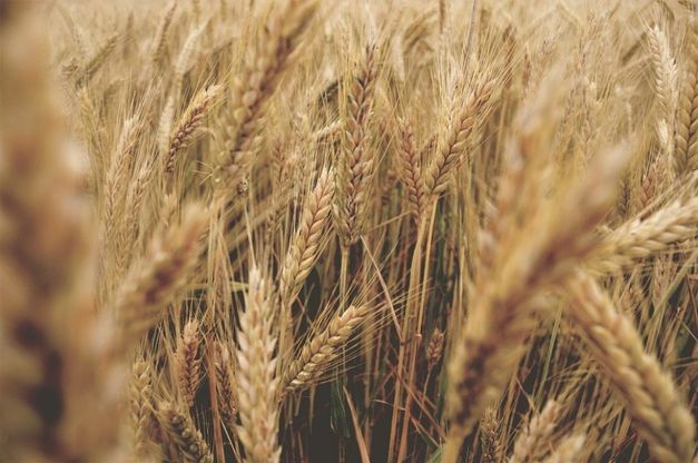 Le più comuni allergie alimentari