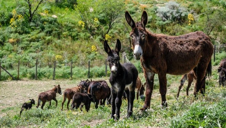 Nel Parco dei Nebrodi abbiamo scalciato la mafia
