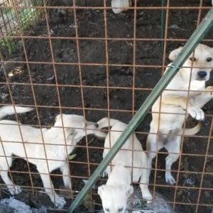 Etna, oltre 170 cani e gatti presi in cura dell'Enpa. Cento ordinanze di sgombero