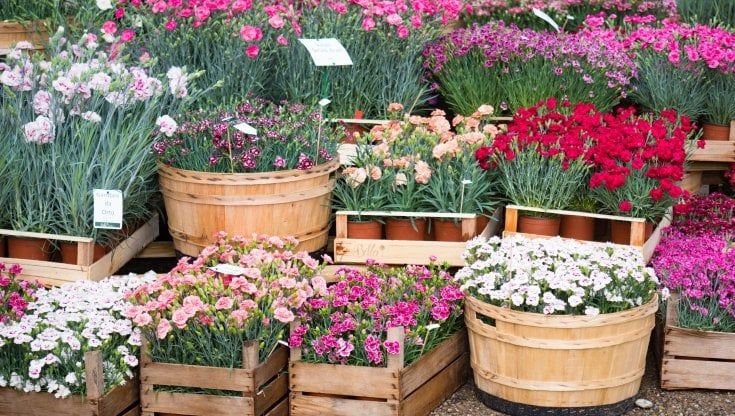 Milano ha anche la sua settimana dei fiori: con il programma di "Fuori Orticola" in arrivo una festa diffusa del verde