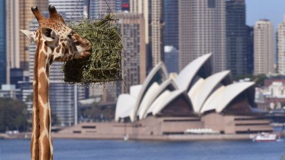 Sydney gourmet: dieci indirizzi per scoprire tutti i sapori della nuova cucina australiana
