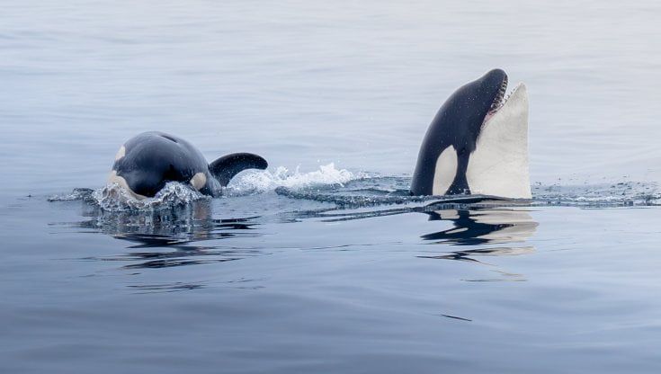 La menopausa allunga la vita ai cetacei: così balene e orche si occupano dei cuccioli