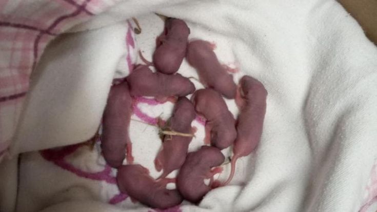 Bari, appello per adottare 9 cuccioli di topo: "Aiutatemi a salvarli, volevano ucciderli nella tana”