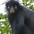 Labbra arancioni e sguardo da attore. Scoperta in Africa una nuova specie di scimmia misteriosa