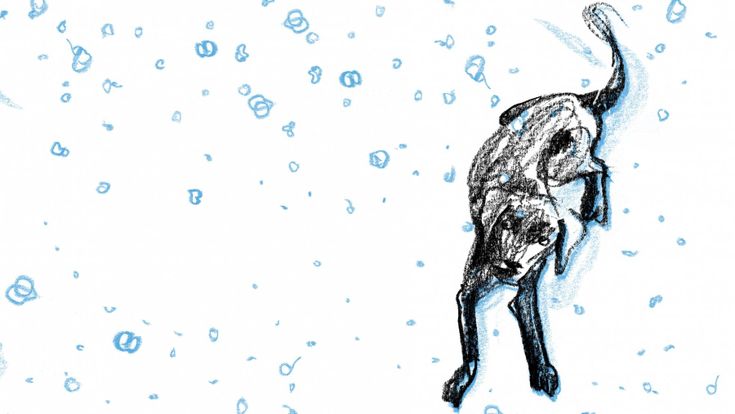 Il cane che svela il quesito della Suzy (Lee)