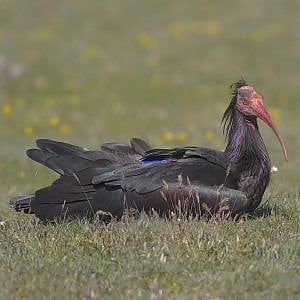 L'ibis eremita lascia i compagni durante la migrazione e si ferma sul Gargano: è il terzo anno