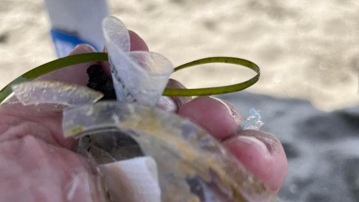Plastica in mare a Capalbio, Calenda si scusa con Orbetello dopo il report dei tecnici