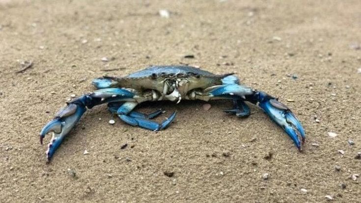 “Il granchio blu ha fatto chiudere 800 aziende, ma diventerà specie protetta”