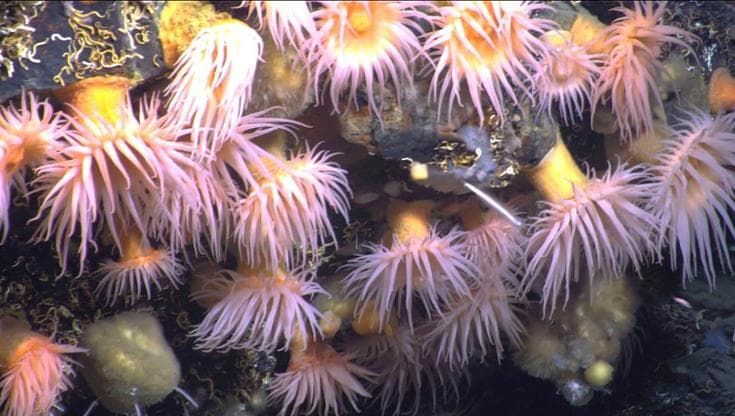 Artico, le meraviglie degli abissi. "Specie mai viste e fragili"
