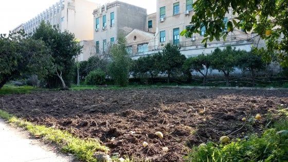 Palermo, un vigneto all'Orto botanico per produrre vino autoctono  