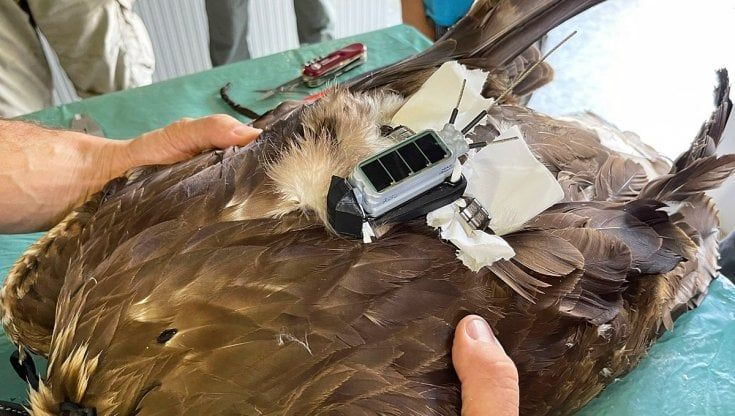 Appennino reggiano, l'aquila reale torna in volo dopo il ferimento  