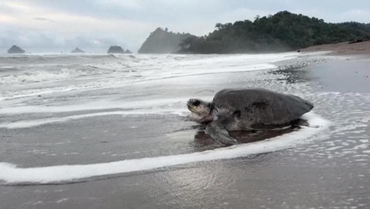 Panama festeggia il ritorno delle tartarughe liuto: "Non nidificavano da trent'anni"