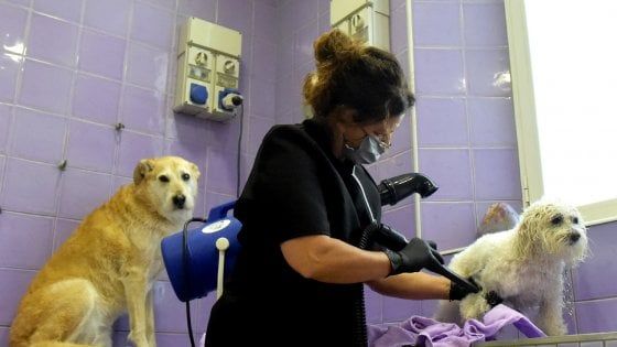 Parma, ripresa con il tutto esaurito nelle toelettature per cani 