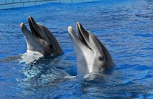 Inseguendo delfini e balene<br />nei santuari marini del Lazio