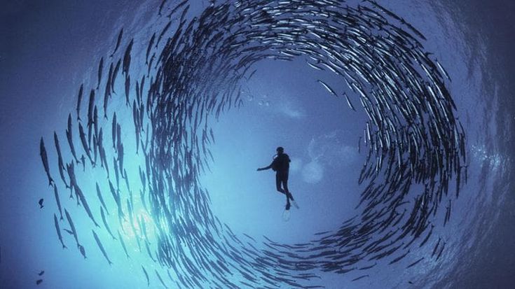 L’uomo che cadde nell’oceano, Doubilet e il mondo di sotto: “Ci stiamo mangiando il mare”