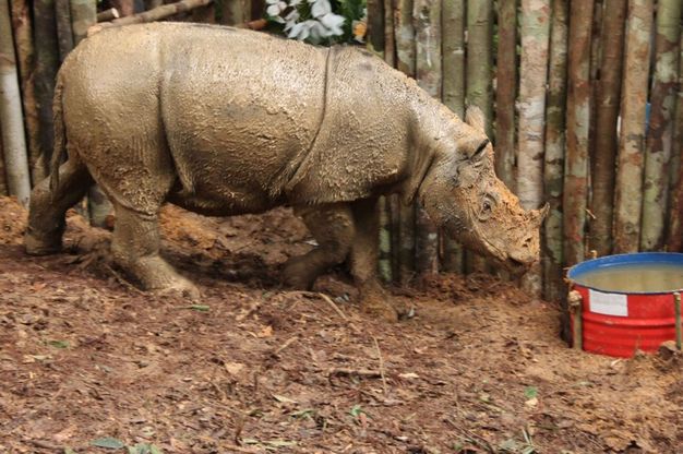 Borneo, il rinoceronte di Sumatra non è estinto: la scoperta del Wwf