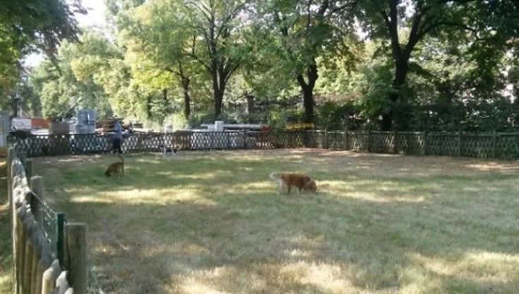 Parma, il Comune cerca un Garante per la tutela degli animali 