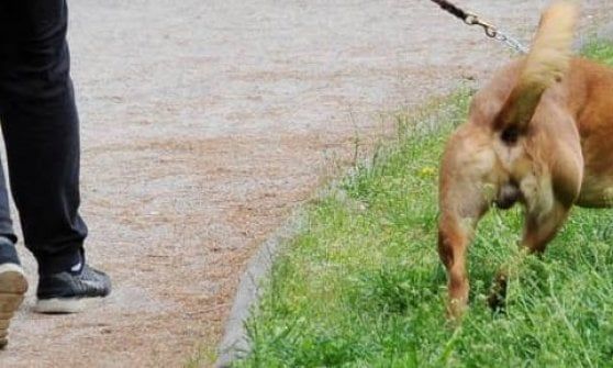 Coronavirus, a Parma un servizio a supporto degli animali e dei proprietari