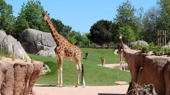 Cumiana, al Bioparco Zoom il "safari" si fa anche di notte per tutta l'estate