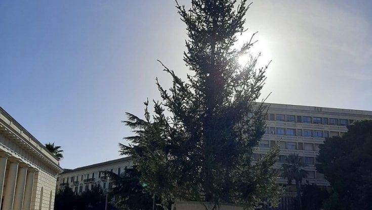 Uno 'spelacchio' in piazza a Foggia: "È l'albero di Natale più brutto del mondo"