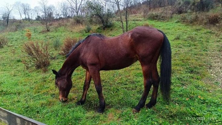 Va in pensione Egidio, il cavallo più anziano della polizia municipale di Firenze