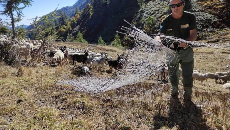 Recinto a energia green, così il pastore prova a convivere con i lupi