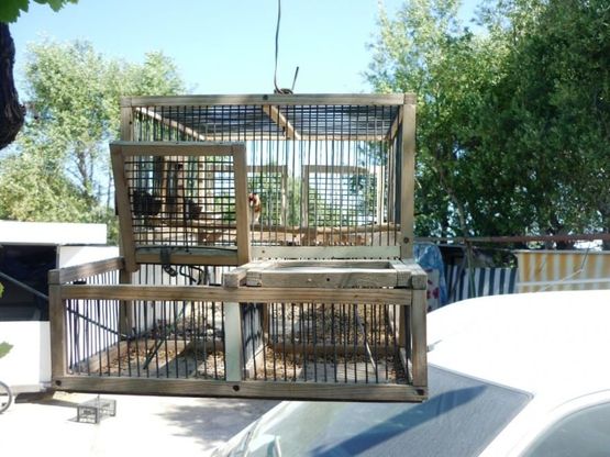Uccelli come richiami vivi e un gheppio in gabbia