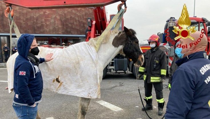 Cavallo si accascia lungo l'Autosole, i pompieri lo rimettono in piedi con l'autogru