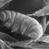 Apocalisse? Solo il tardigrado può sopravvivere