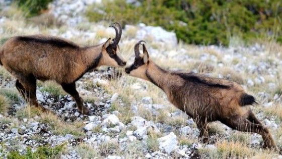 Camosci, record in Appennino: "Sono i pi&ugrave; belli del mondo"