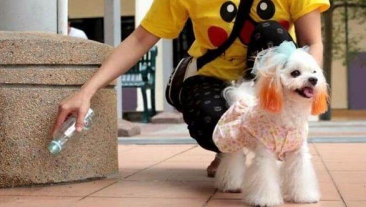 Sempre più cani in città, il Comune di Parma organizza un corso di formazione per i proprietari