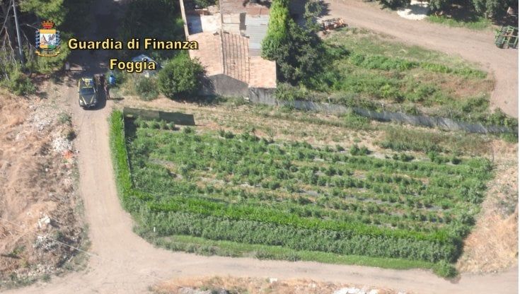 Foggia, scoperte due piantagioni di marijuana: una era su suolo demaniale. Valore della droga mezzo milione