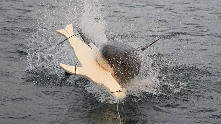 Un surf pieno di luci. La soluzione della scienza per evitare gli attacchi degli squali