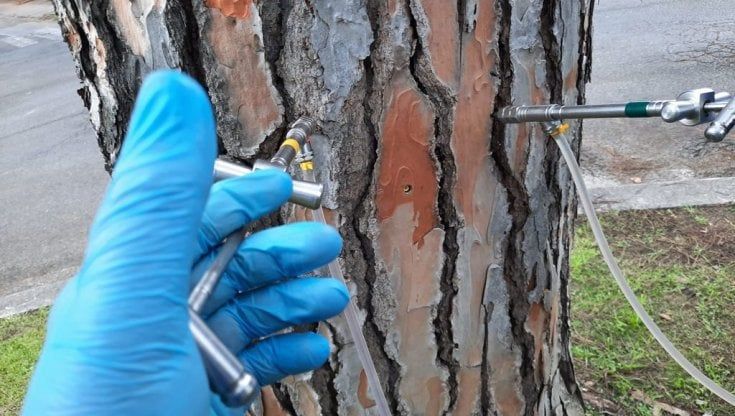 Roma, al via le "vaccinazioni" per proteggere i pini di via Sabotino dalla processionaria 