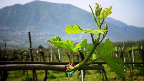"Falanghina Sannio" Città europea del Vino: ora i biodistretti