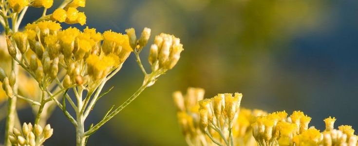 Stop alle allergie, con l'Elicriso un formidabile aiuto "di stagione"
