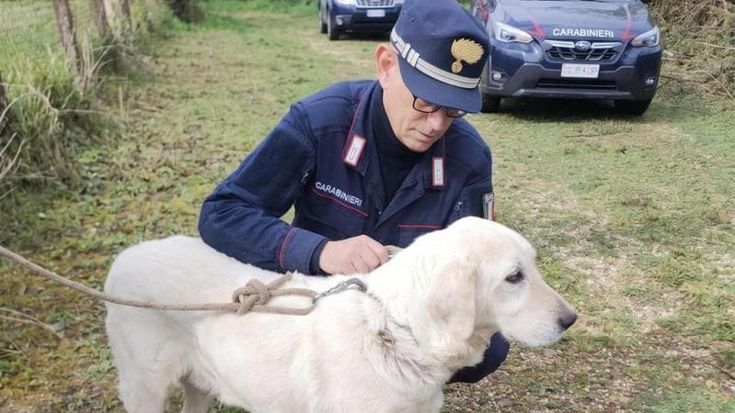 Palestrina, uccide a calci il cane al guinzaglio: denunciato il padrone