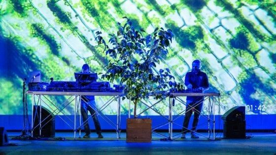 Musica dalle piante, in Salento inciso il primo cd realizzato con i suoni catturati dagli alberi