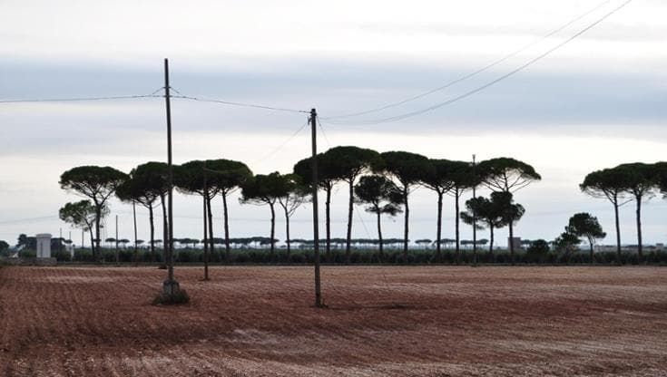 Salento, sos pini: “Stanno seccando per colpa di un parassita che minaccia di azzerarli in 2 anni”