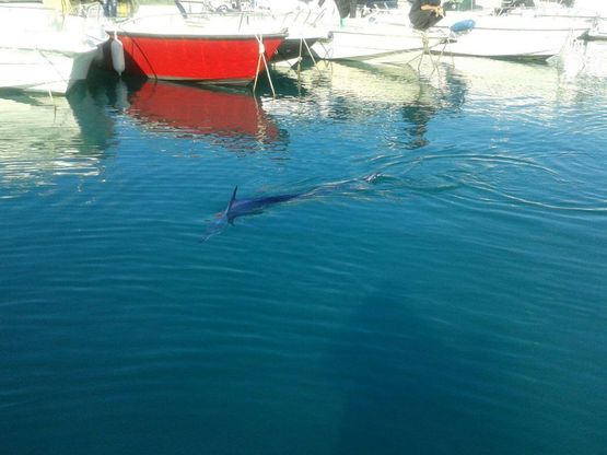 Salerno, una pinna tra le barche: è un'aguglia imperiale