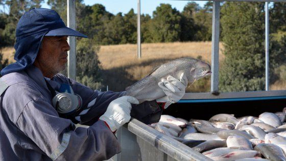 Moria di salmoni in Cile per le alghe velenose, rischi di forte aumento dei prezzi 
