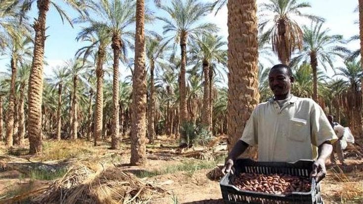 Tunisia, è con il “mercato del cambiamento” che il Paese rurale sfida il caporalato