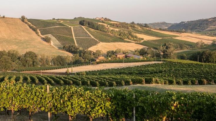 La Genisia, cooperativa dell’Oltrepò Pavese che ha costruito il brand del Pinot Nero