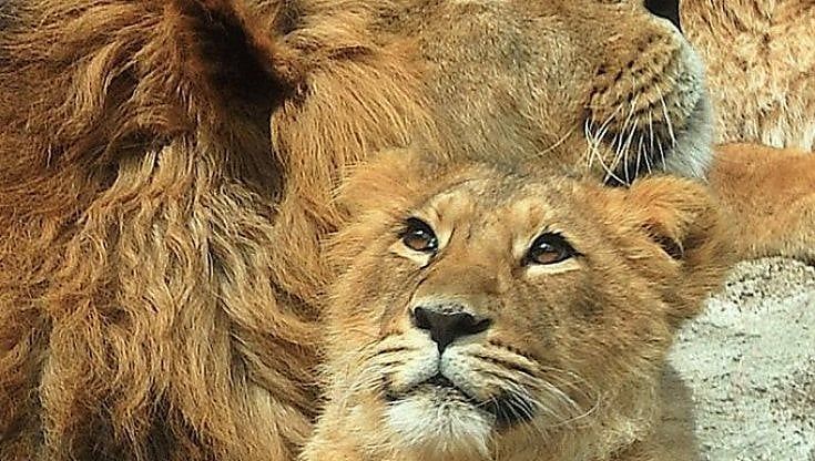 Bioparco, muore anche la giovane leonessa Naisha