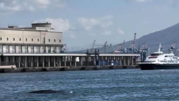 Una balenottera nel porto di Napoli: “Deperita e disorientata, non riesce a tornare al largo”