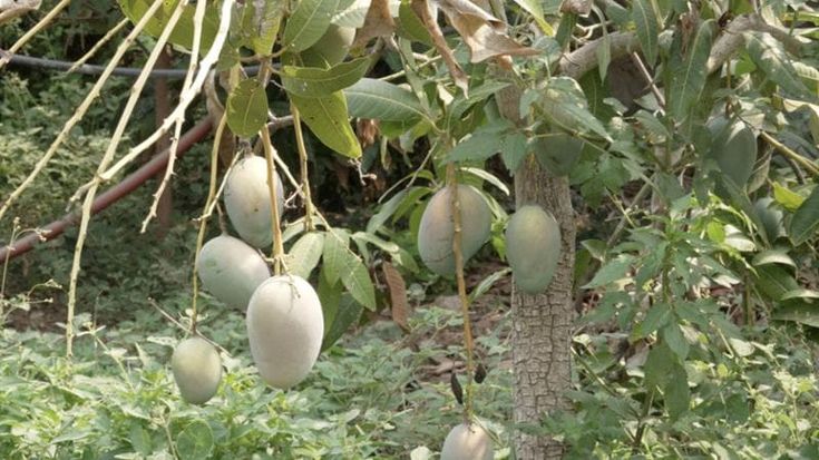 Mango, avocado e caffè: l’Isola delle colture tropicali