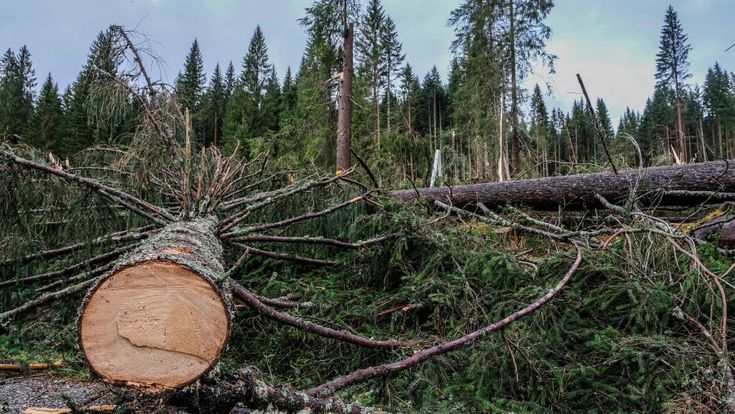 Violini, guard-rail e gioielli: così rivivono gli alberi abbattuti dalla tempesta